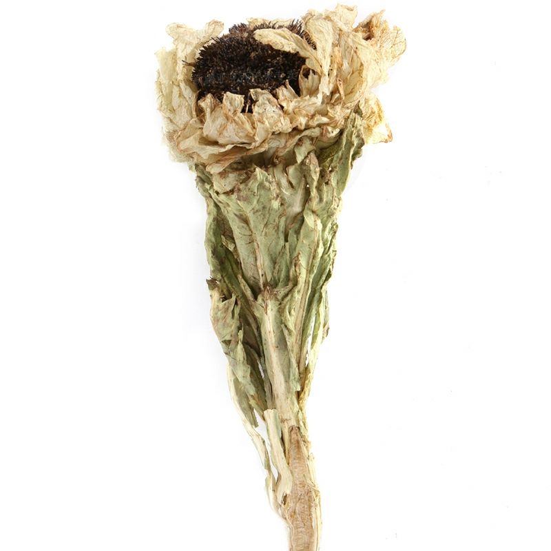 雪莲花天山雪莲干花天然特产泡茶中材泡酒料滋补初级农产品 两棵