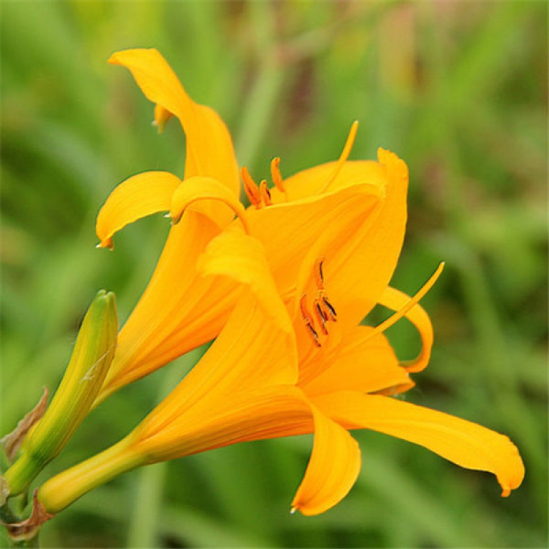 【现货现发】百合科香水萱草花忘忧草花四季开花土栽盆栽绿植客厅阳台