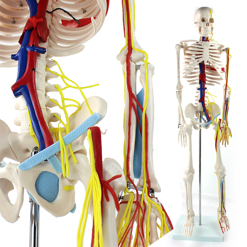ENOVO颐诺医学85CM人体骨骼心脏血管神经模型 小针刀人体骨骼模型 体器官展示