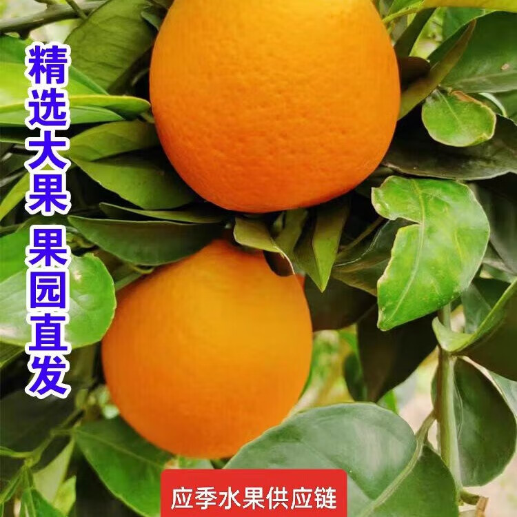 正宗奉节脐橙精选甜橙现摘现发孕妇产地直发节庆送礼精品推荐 奉节脐橙70mm+精选果 带箱5斤净重4.5-4.8斤