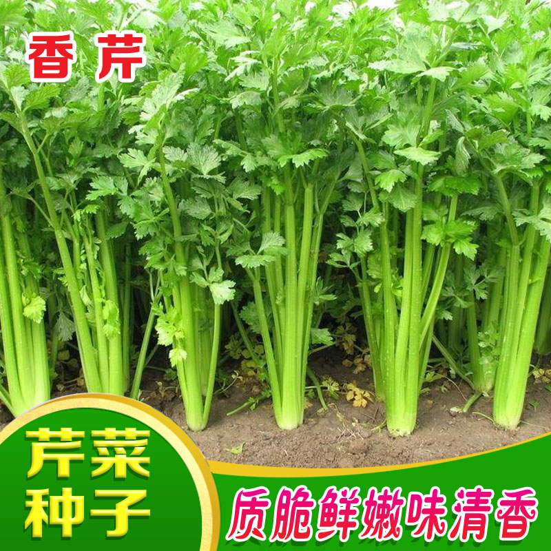 冠四季芹菜种子四季小香芹种孑文图拉西芹种籽小山芹阳台春夏秋四季