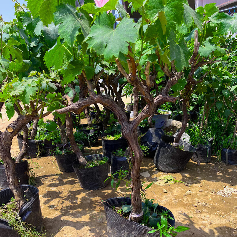 葡萄树苖 盆栽地栽葡萄苗 爬藤阳光玫瑰葡萄树苗北南方种植果树果苗 3