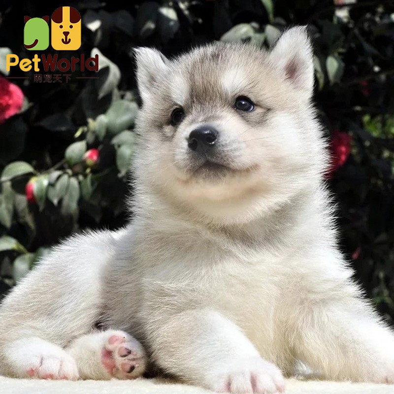 哼嘟(humdu)烟灰色 梦幻色 哈士奇幼犬哈士奇雪橇犬烟灰色二哈宠物