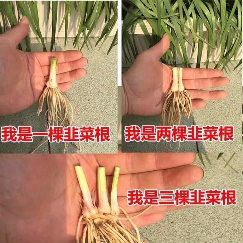 农家小叶韭菜 韭菜根200颗 种植说明 肥料