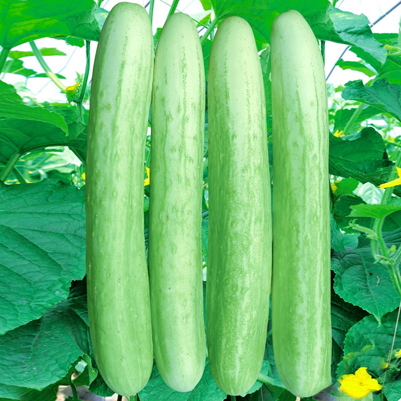 寿禾 白黄瓜种子孑山东海阳白玉白皮早熟水果黄瓜籽各种 翠香六号白