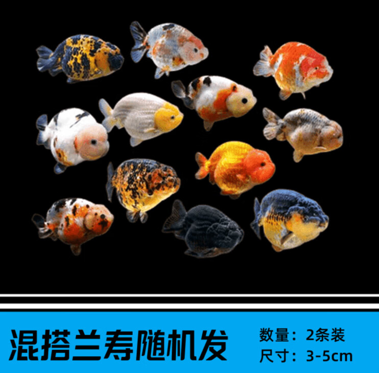 混搭品种随机兰寿2条/3-5cm