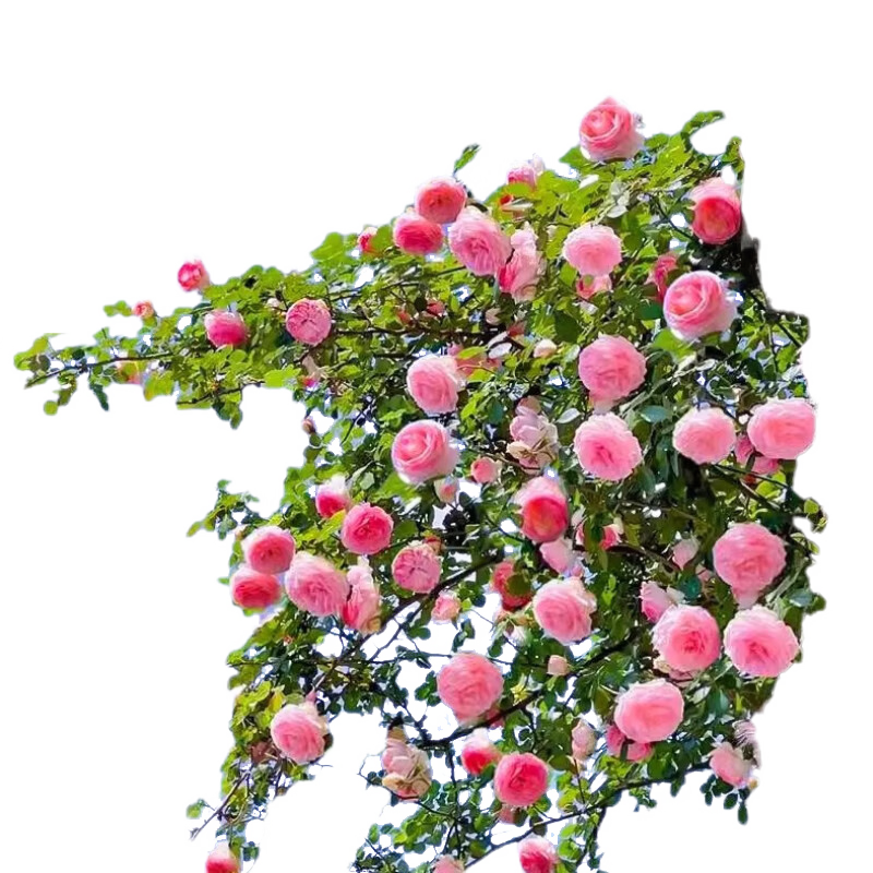 ���ڲ��������������¼�������ֲ���Ի�԰���� ��ɫ��ɳ20cm����2�� Դͷֱ�� 12.8Ԫ