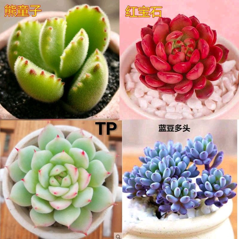 多肉植物四季批发礼物桃蛋老桩红宝石玉露花卉盆栽绿植 蓝豆tp红宝石