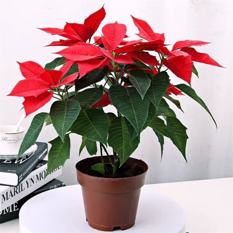 圣诞花一品红盆栽真花阳台客厅室内绿植花卉植物 一品红盆栽【原盆】