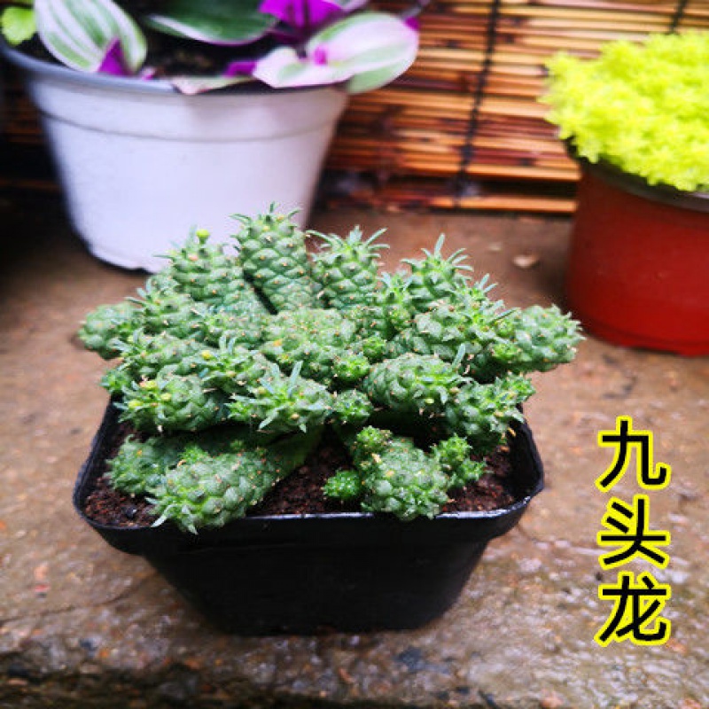 【现货现发】多肉植物奔龙盆栽花卉肉肉植物办公室内绿植盆栽 九头龙