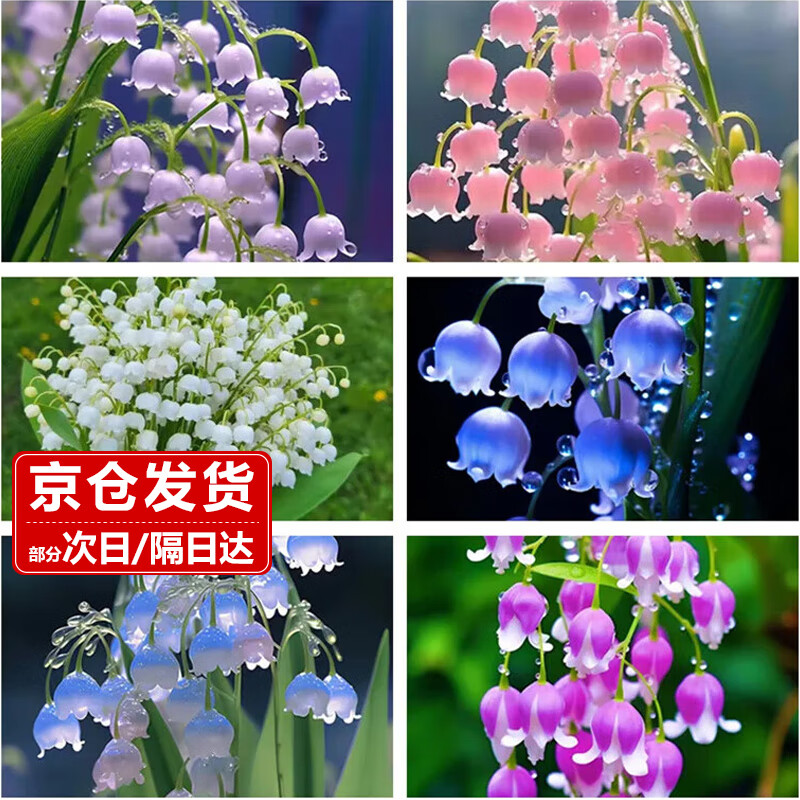 樱霞四季开花铃兰花苗带芽浓香型【混色】(6颗带芽苞+肥）源头直发