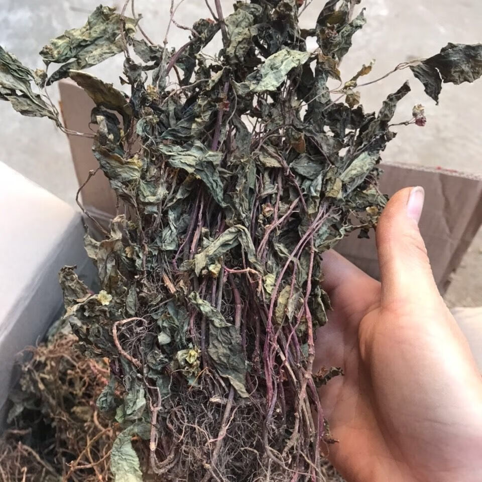 伟博风柜斗草干风柜斗草 风鼓草 风窝草中草药新货250g 【新货】500g