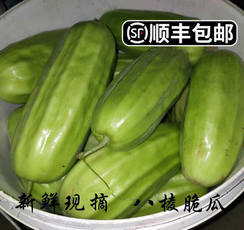 颜曼箐山东八棱脆瓜菜瓜烧瓜捎瓜青龙瓜不甜水果新鲜现摘顺丰 1斤