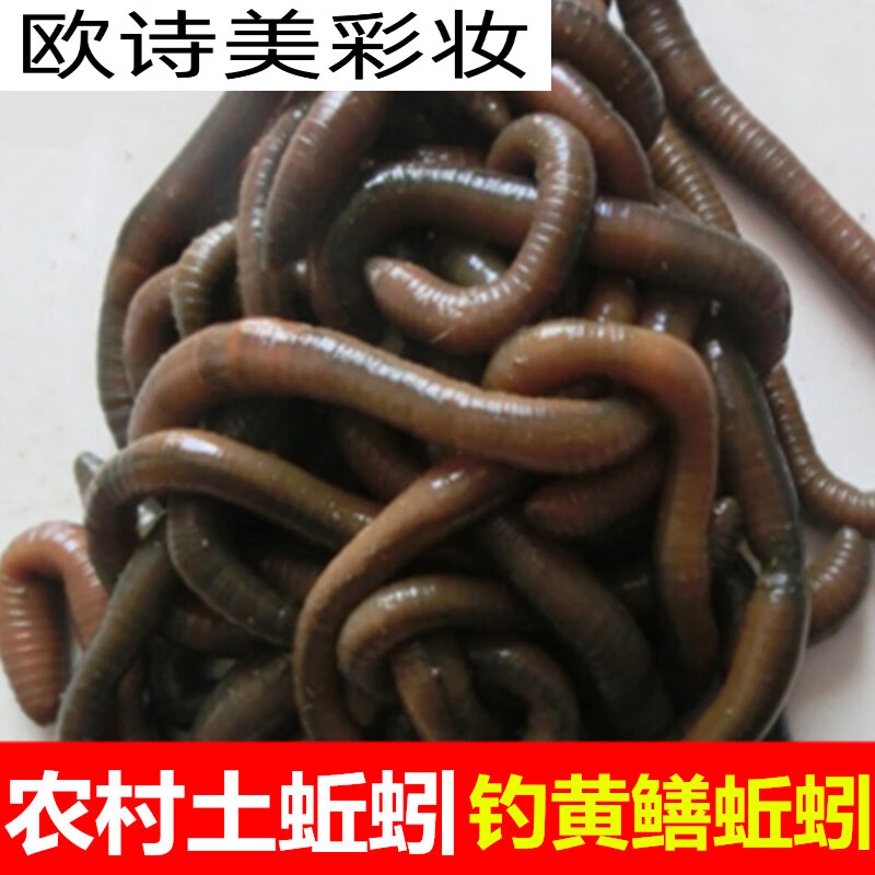 卡宾欧活饵蚯蚓鱼饵 黑蚯蚓活体蚯蚓黄鳝大青钓鱼小蚯蚓活鲜活渔具