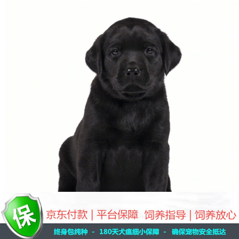 黑色拉布拉多幼犬活体宠物狗狗导盲犬拉布拉多狗狗神犬小七奶白色拉布拉多犬 标准级 公