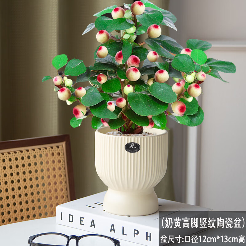 繽賢大盼菩提盆栽室內(nèi)綠植中式禪意老樁菩提帶果桌面辦公茶桌盆栽樹 大號(hào)菩提(帶果發(fā)貨)奶黃豎紋陶瓷