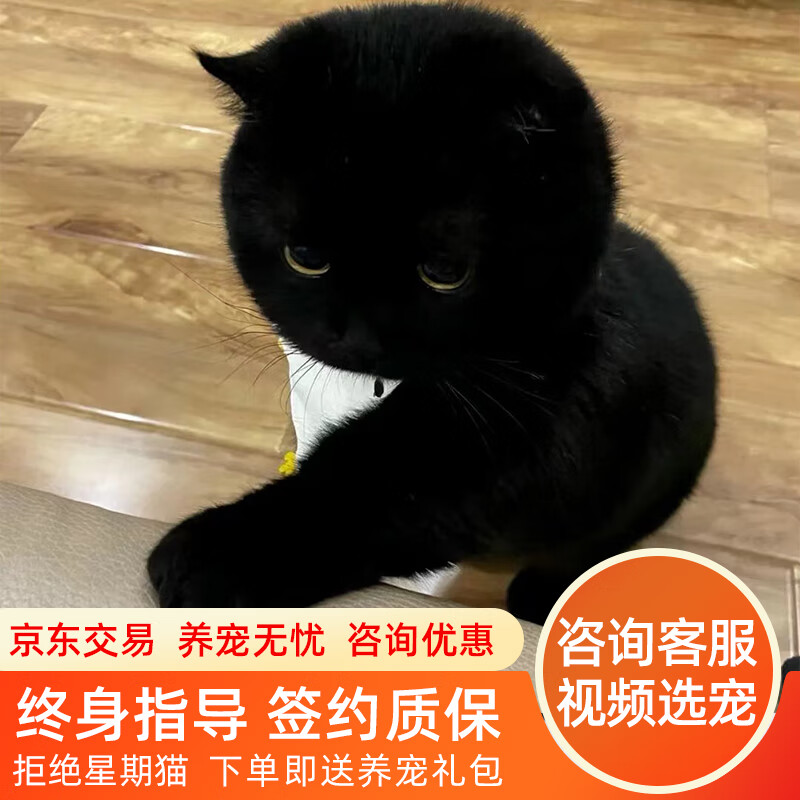 拾爱孟买猫纯种纯黑猫黑煤球小黑豹短毛猫孟买猫活体 宠物级a 公