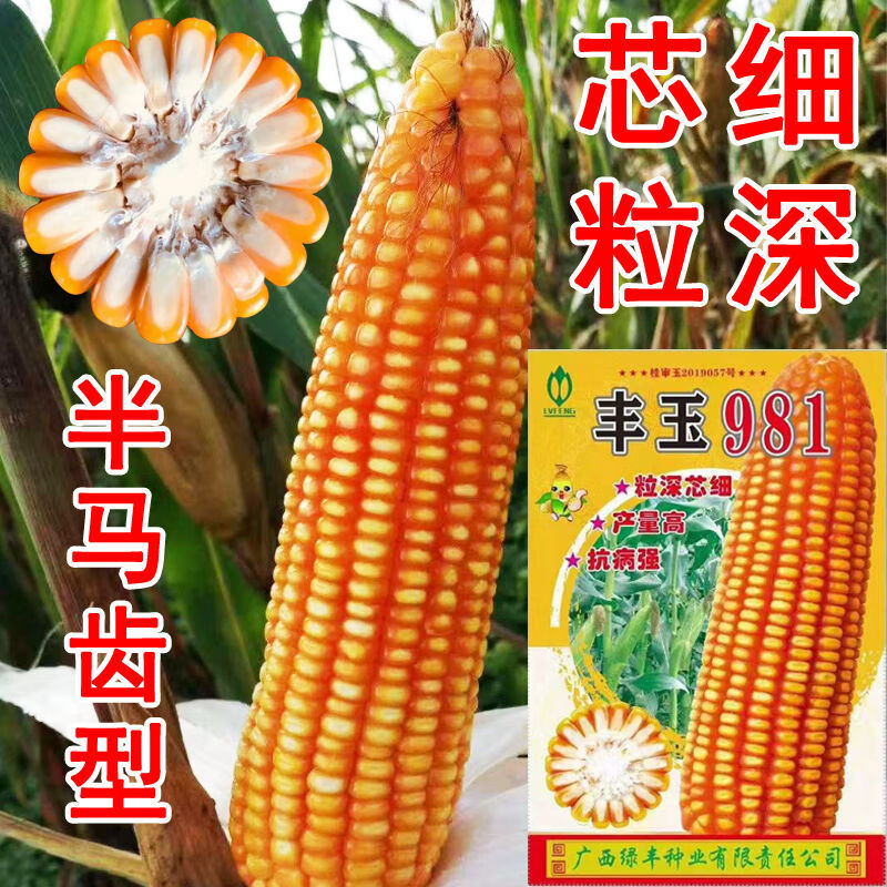 稻玉丰农业夏播玉米种子丰玉981矮杆大棒籽粒深适宜低热河谷区域1kg