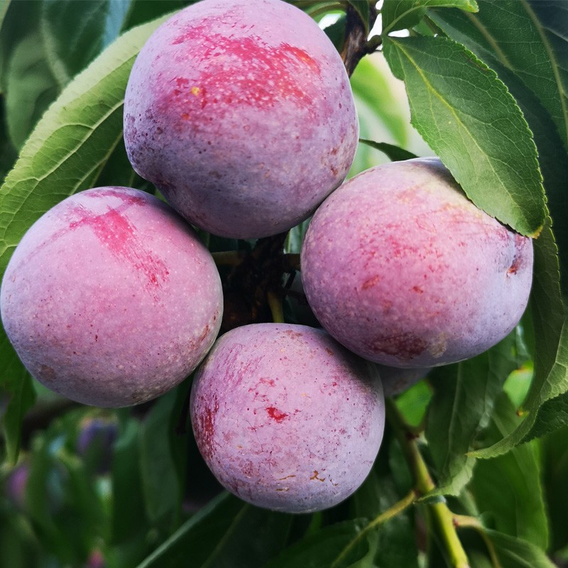 四叔公果蔬(现摘 顺丰)四川汶川脆红李 青红脆李 新鲜当季现摘脆甜脱