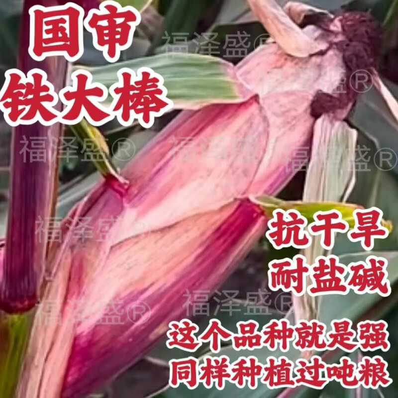 细辛国审高产玉米种子大全北方矮杆红轴玉米种包谷种科河699紫杆 铁