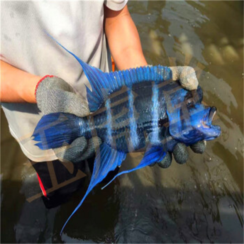 野生萨伊蓝苗六间鱼三湖慈鲷鱼观赏鱼伊巴卡布隆迪热带鱼龙鱼配鱼