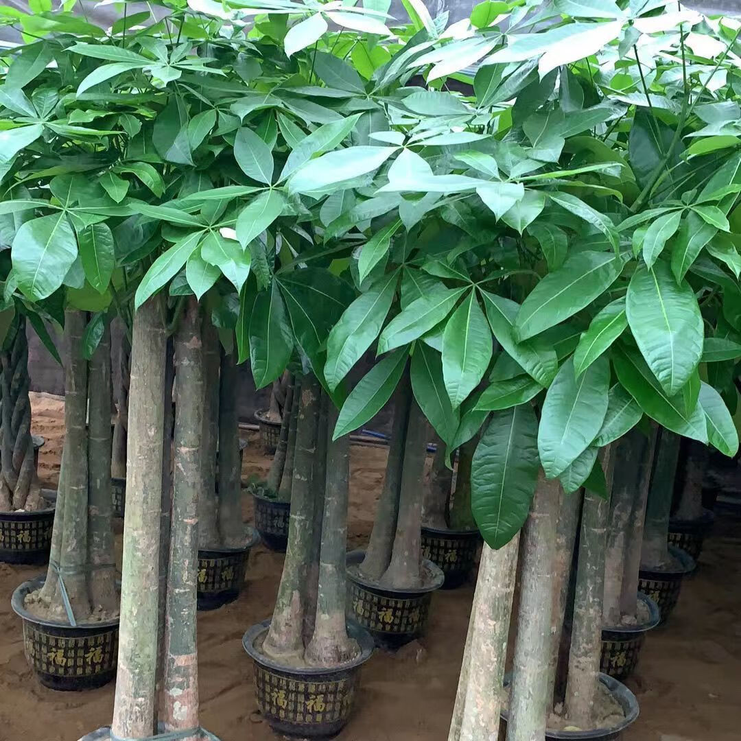 采缇三杆大发财树大棵客厅盆栽乔迁开业送礼绿植室内大型旺财清仓批发