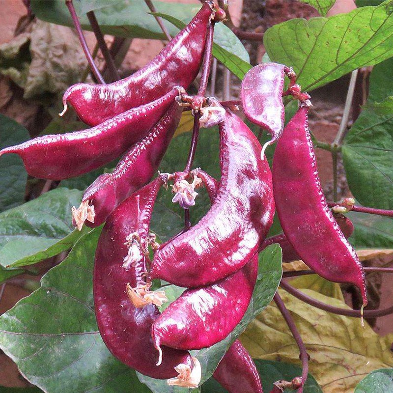 种菜记 扁豆种子早生耐热扁豆籽蔓生菜园种菜紫扁豆