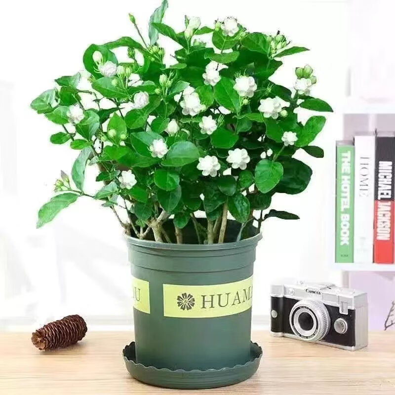 茉莉花盆栽复瓣浓香型白茉莉室内阳台庭院办公室绿植花卉盆栽 特大份