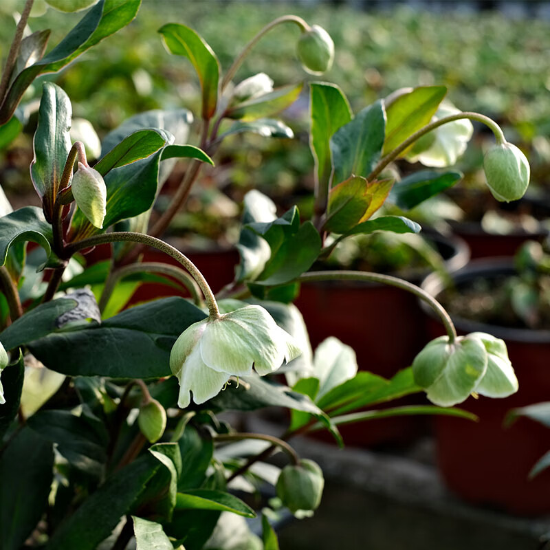 君吻铁筷子花 铁筷子花卉绿植盆栽多年生圣诞玫瑰花苗 1株绿铃铛/发货