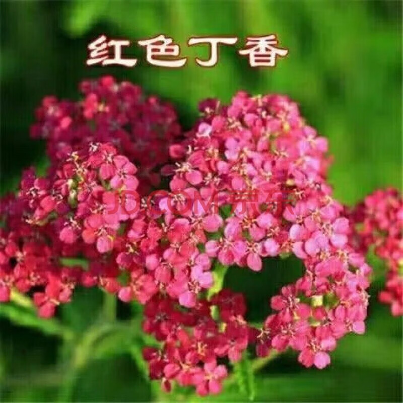 昂之春丁香花树苗浓香型花卉盆栽室内外庭院绿化风景植物 红色 2公分