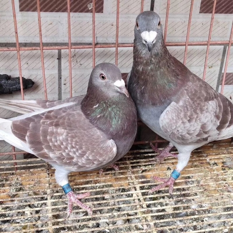 信鸽活体鸽子一对赛鸽成绩鸽天落包活种鸽幼鸽青年鸽肉鸽活物鸽子 红