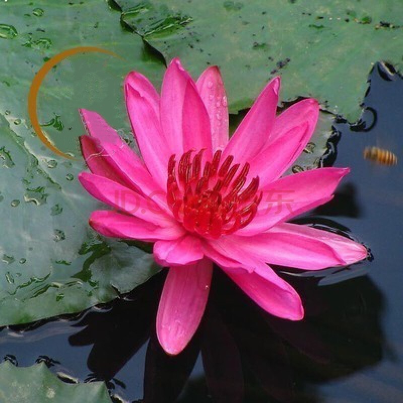 四季迷你睡莲盆莲 种藕水莲花小睡莲水培睡莲鱼缸盆栽莲花荷花苗 辉煌