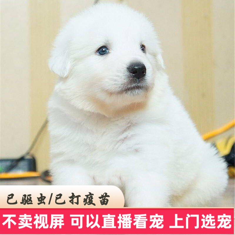 【60天质保】大白熊犬宠物狗狗活体大白熊幼犬大白熊幼犬幼崽 宠物级