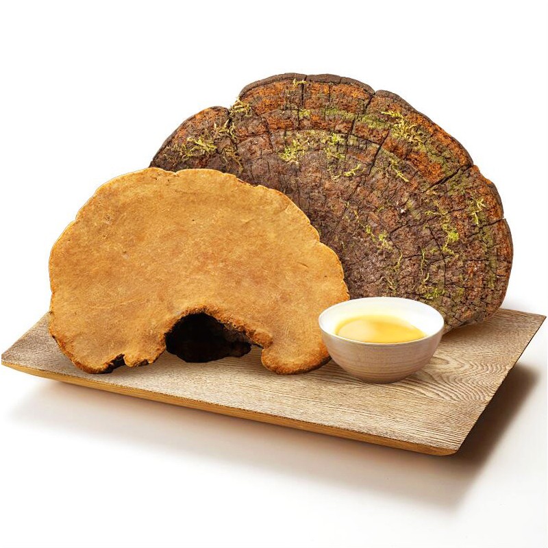 色季拉 西藏桑黄菌 西藏桑树 桑黄灵芝 整枝桑黄茶 桑树桑黄250g装