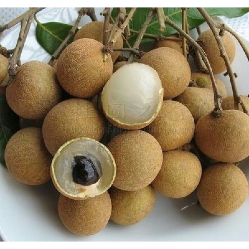 辉客映上龙眼树苗嫁接桂圆石硖储良四季无核苗南北方种植裸根当年结果