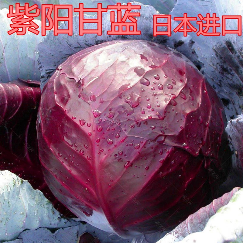 菜友紫甘蓝籽 紫色卷心子 包心菜 大头菜 洋白 紫阳 日本进口紫阳100
