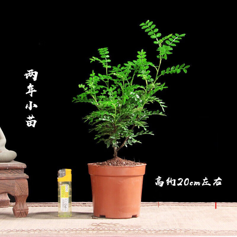 秋月花房 品牌报价图片优惠券 秋月花房品牌优惠商品大全 5 虎窝购 秋月花房 品牌报价图片优惠券 秋月花房品牌优惠商品大全 5 虎窝购