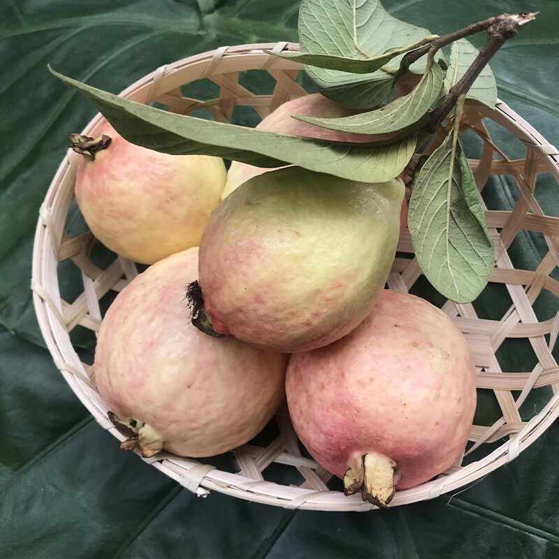 铭证番石榴树果苗嫁接胭脂红奶油软心四季番石榴红宝石红心芭乐树苗