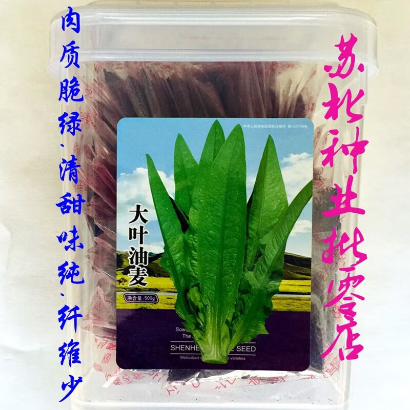 春枝韵大叶油麦菜种子红油麦菜种子耐热耐旱耐雨油亮油麦菜种籽 大叶