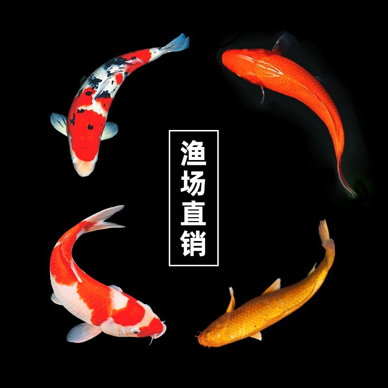 水族活体历史价格价格查询App|水族活体价格走势图