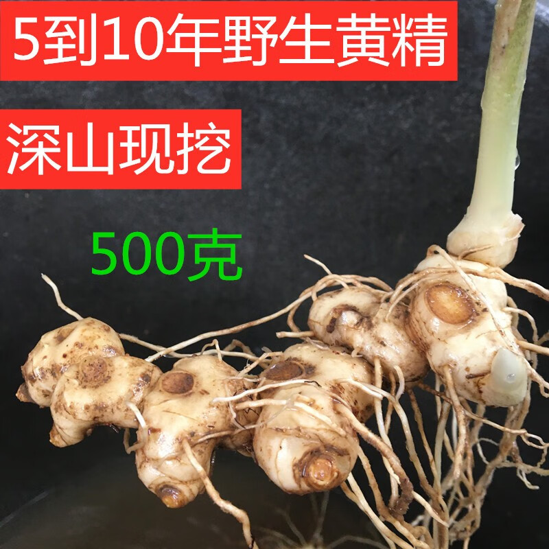 【优选】伟博【官方旗舰】黄精现挖新鲜老虎姜中药材鸡头泡酒煮水