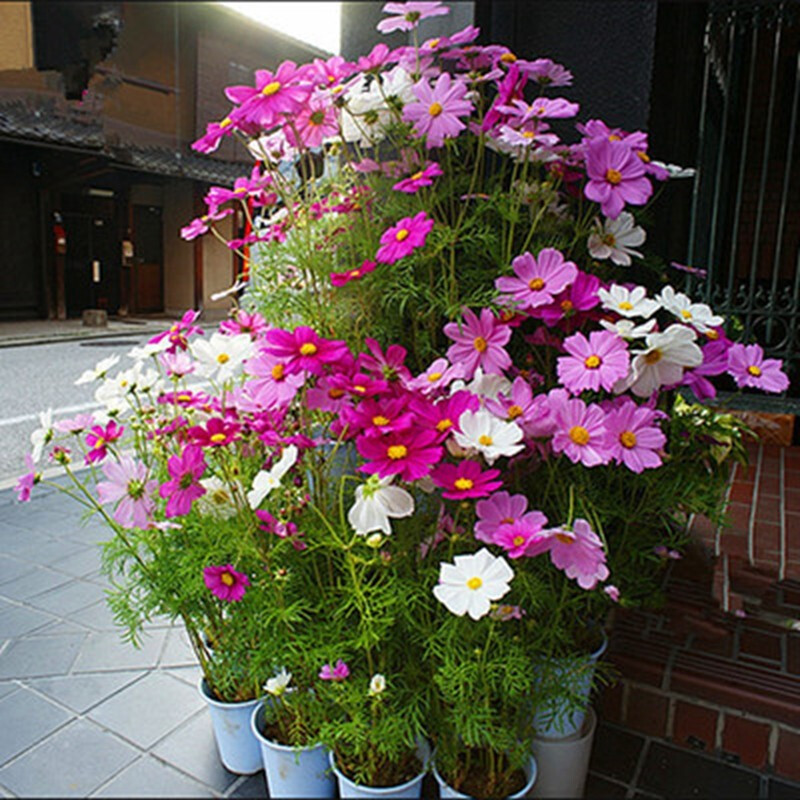 倾颜 波斯菊种子格桑花种籽野花组合菊花种子百日草花海高杆矮杆混色
