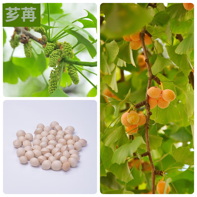 芗苒银杏树种子银杏种子白果树种子白果种籽绿化苗木工程占地出芽率高