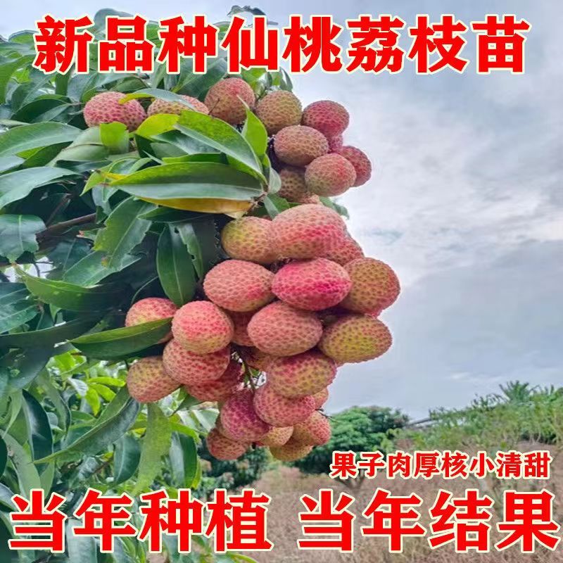 正宗大果仙桃嫁接苗无核荔枝苗耐寒品种阳台庭院室外可种 仙桃荔枝苗