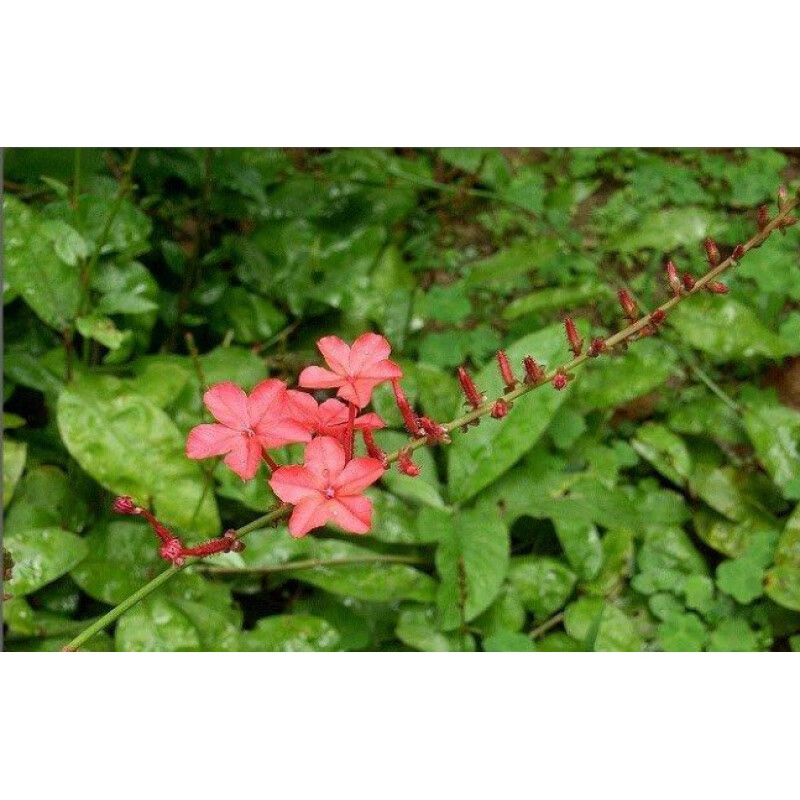 新鲜红花丹根 红骨天星娘根谢三娘苗红骨水星娘 红三娘500g 新鲜枝叶1