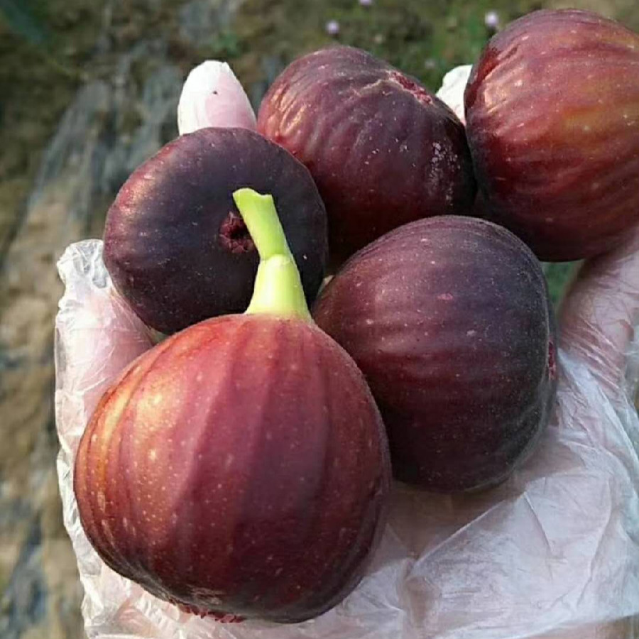 云南红皮无花果新鲜 精品新鲜无花果 应季无花果水果 精选18个大果