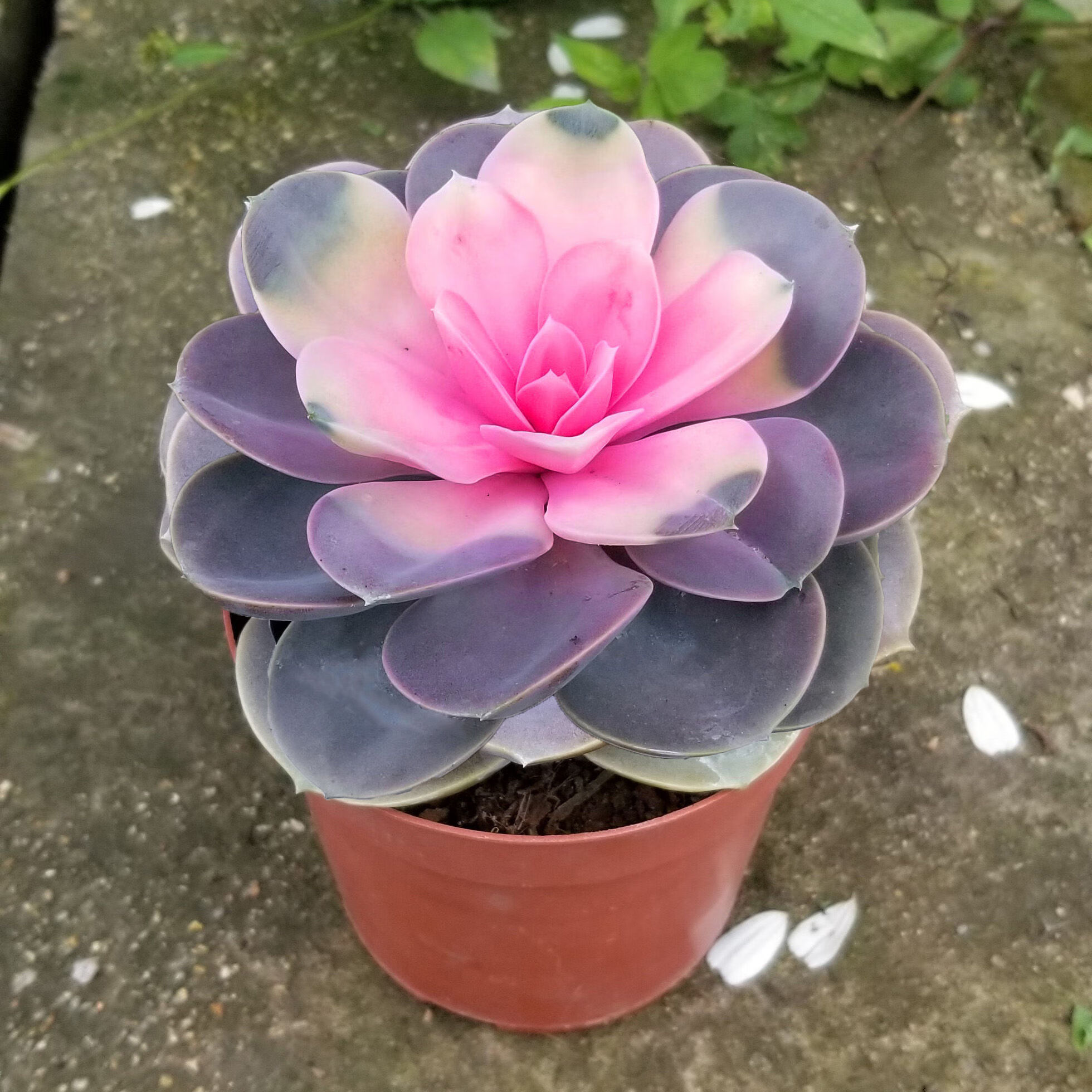 兰桑彩虹莲多肉植物盆栽多肉花卉室内绿植花好养易活植物 彩虹莲9-12