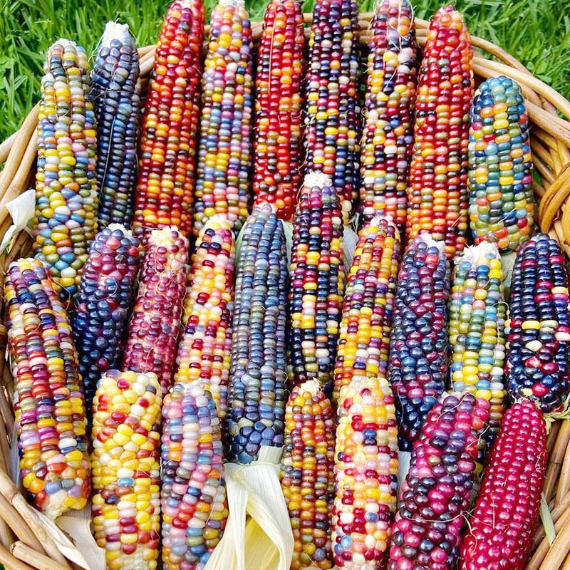 文玩玉米种子彩色袖珍草莓小苞米籽孑宝石 60粒彩色玉米/种子/随机混