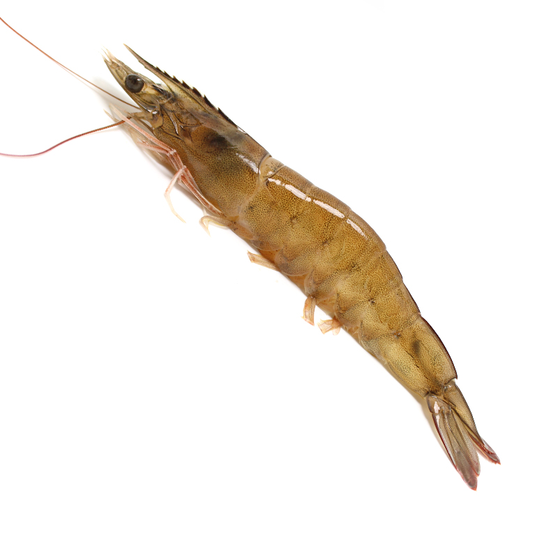 沢素湾 鲜活大白虾【北京闪送】 活鲜白大对虾 青岛超大青虾海鲜水产