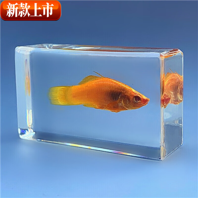 迦图鲮动物标本海底动物标本珍贵海洋动物真实鱼树脂标本 热带鱼淡水